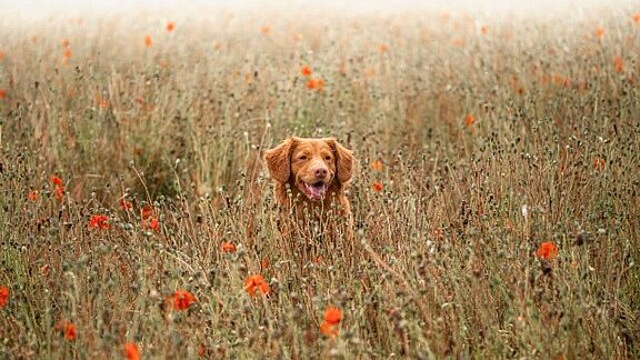 Urlaub mit dem Hund