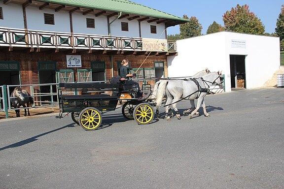 Reiten