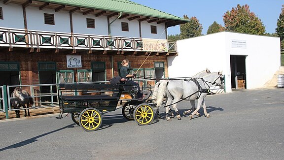 Reiten und Kutschenfahren 